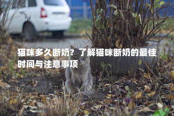 猫咪多久断奶？了解猫咪断奶的最佳时间与注意事项