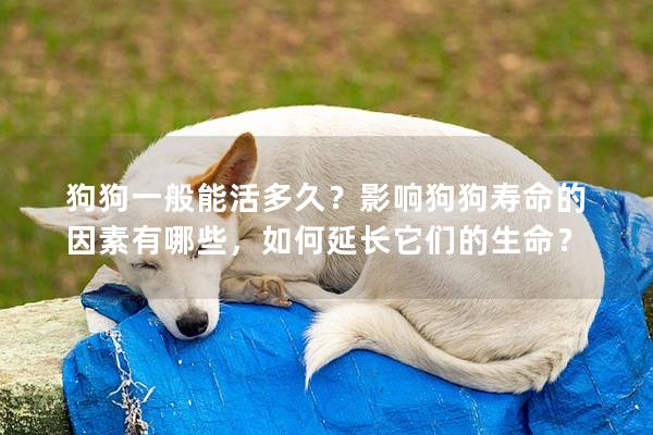 狗狗一般能活多久？影响狗狗寿命的因素有哪些，如何延长它们的生命？