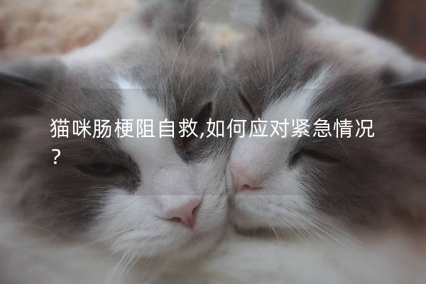 猫咪肠梗阻自救,如何应对紧急情况？