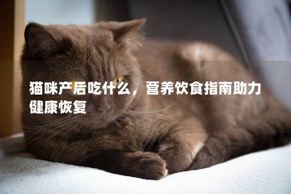 猫咪产后吃什么，营养饮食指南助力健康恢复