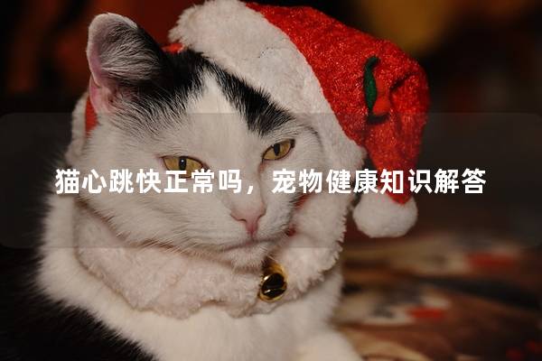 猫心跳快正常吗，宠物健康知识解答