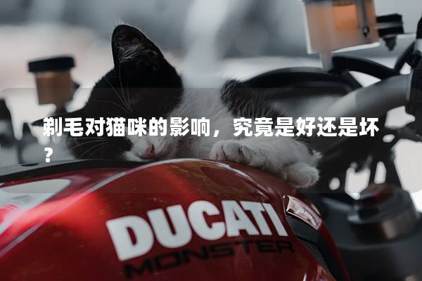 剃毛对猫咪的影响，究竟是好还是坏？