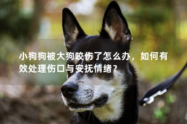 小狗狗被大狗咬伤了怎么办，如何有效处理伤口与安抚情绪？