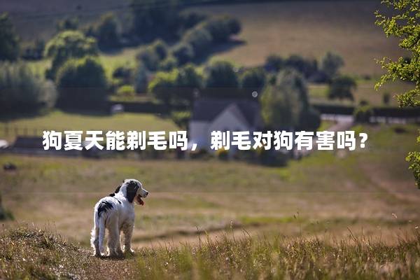 狗夏天能剃毛吗，剃毛对狗有害吗？