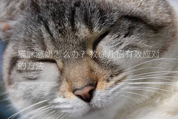 猫咪涨奶怎么办？教你几招有效应对的方法