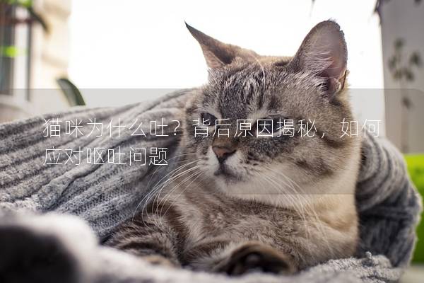 猫咪为什么吐？背后原因揭秘，如何应对呕吐问题