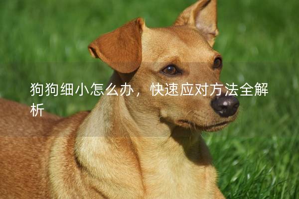 狗狗细小怎么办，快速应对方法全解析