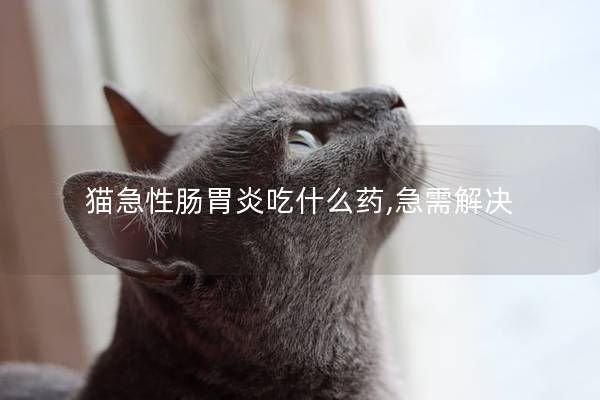 猫急性肠胃炎吃什么药,急需解决
