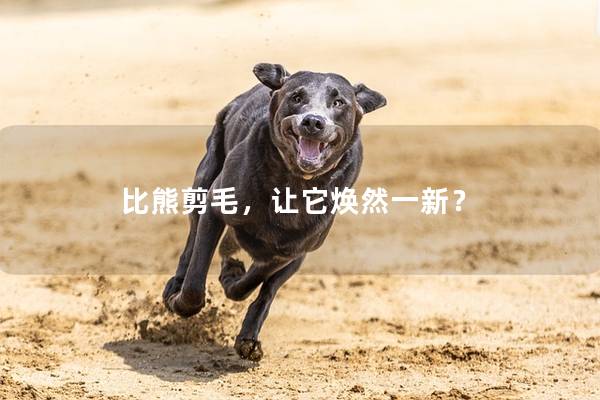 比熊剪毛，让它焕然一新？