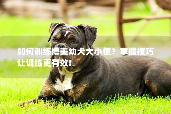 如何训练博美幼犬大小便？掌握技巧让训练更有效!