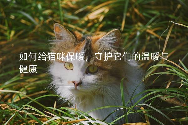 如何给猫咪保暖，守护它们的温暖与健康