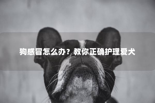 狗感冒怎么办？教你正确护理爱犬
