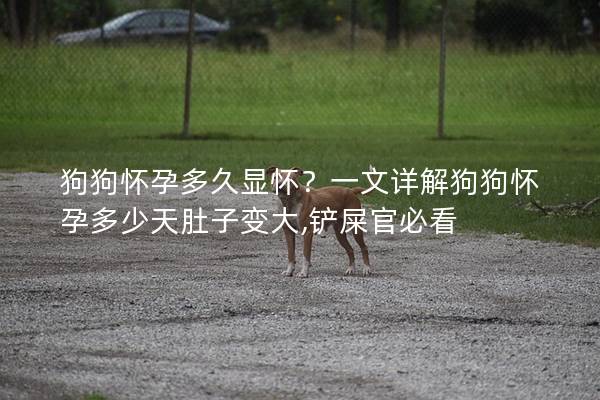 狗狗怀孕多久显怀？一文详解狗狗怀孕多少天肚子变大,铲屎官必看