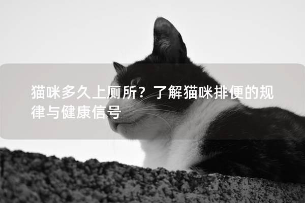 猫咪多久上厕所？了解猫咪排便的规律与健康信号