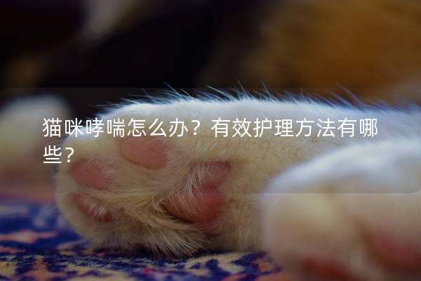 猫咪哮喘怎么办？有效护理方法有哪些？
