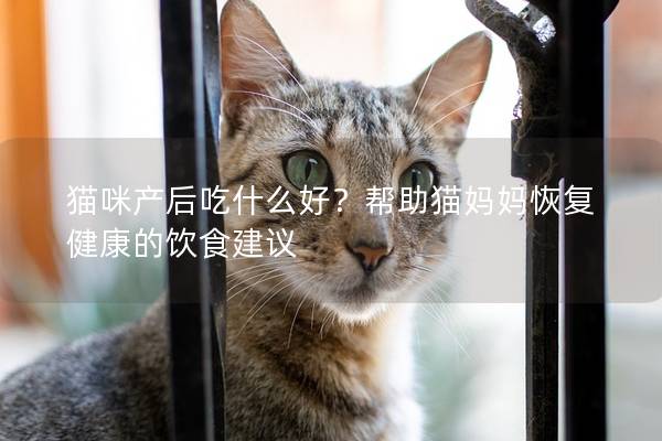 猫咪产后吃什么好？帮助猫妈妈恢复健康的饮食建议