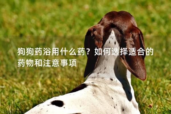 狗狗药浴用什么药？如何选择适合的药物和注意事项