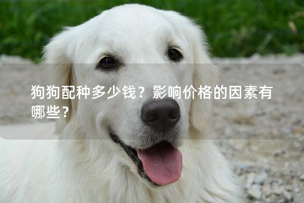 狗狗配种多少钱？影响价格的因素有哪些？