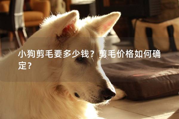 小狗剪毛要多少钱？剪毛价格如何确定？