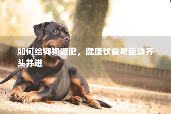 如何给狗狗减肥，健康饮食与运动齐头并进