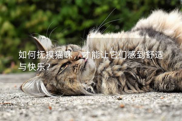 如何抚摸猫咪，才能让它们感到舒适与快乐？