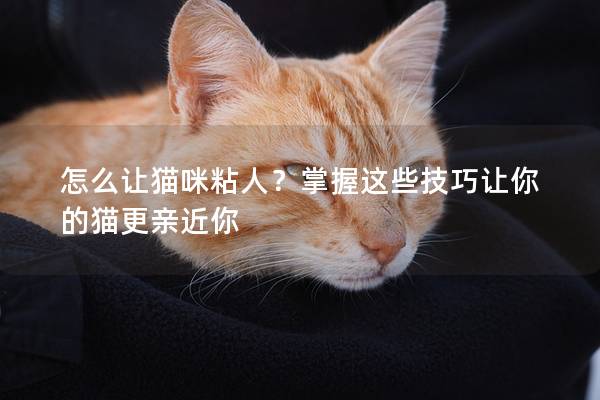 怎么让猫咪粘人？掌握这些技巧让你的猫更亲近你