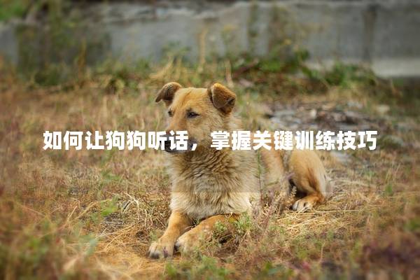 如何让狗狗听话，掌握关键训练技巧