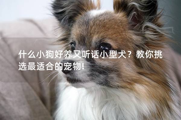 什么小狗好养又听话小型犬？教你挑选最适合的宠物!