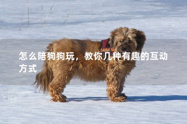 怎么陪狗狗玩，教你几种有趣的互动方式