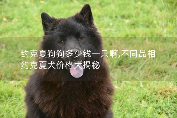 约克夏狗狗多少钱一只啊,不同品相约克夏犬价格大揭秘