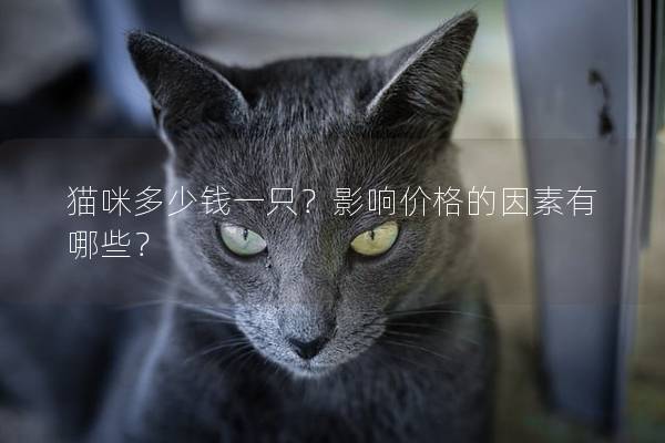 猫咪多少钱一只？影响价格的因素有哪些？