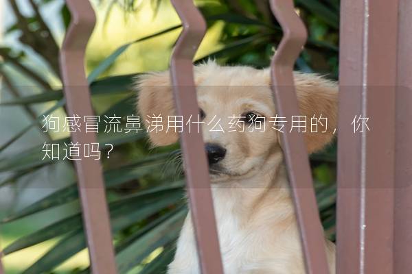 狗感冒流鼻涕用什么药狗专用的，你知道吗？