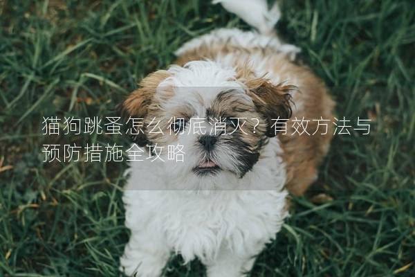 猫狗跳蚤怎么彻底消灭？有效方法与预防措施全攻略