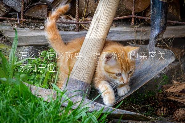 怎么陪猫咪玩耍，提升你们的亲密关系和乐趣