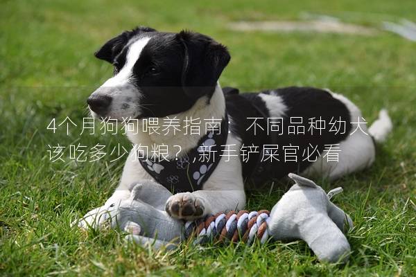 4个月狗狗喂养指南：不同品种幼犬该吃多少狗粮？,新手铲屎官必看