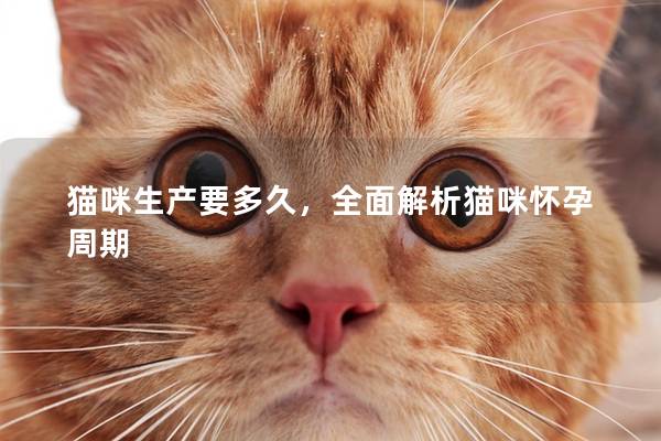 猫咪生产要多久，全面解析猫咪怀孕周期