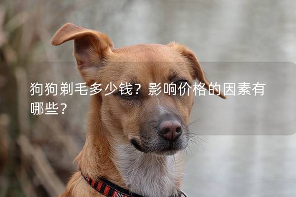 狗狗剃毛多少钱？影响价格的因素有哪些？