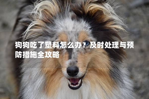 狗狗吃了塑料怎么办？及时处理与预防措施全攻略