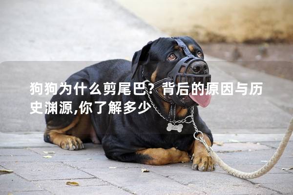 狗狗为什么剪尾巴？背后的原因与历史渊源,你了解多少