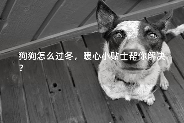 狗狗怎么过冬，暖心小贴士帮你解决？