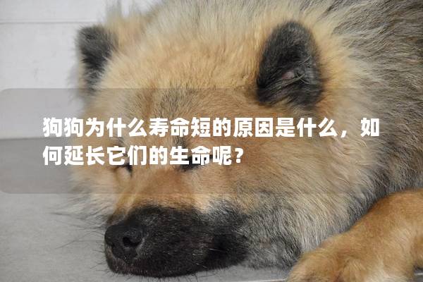 狗狗为什么寿命短的原因是什么，如何延长它们的生命呢？