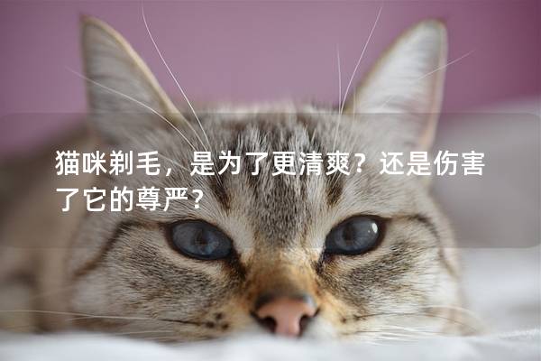 猫咪剃毛，是为了更清爽？还是伤害了它的尊严？