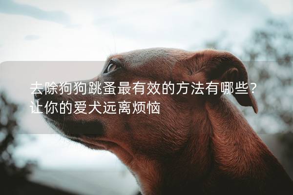 去除狗狗跳蚤最有效的方法有哪些？让你的爱犬远离烦恼