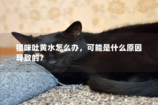 猫咪吐黄水怎么办，可能是什么原因导致的？
