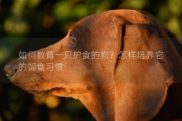 如何教育一只护食的狗？怎样培养它的饲食习惯