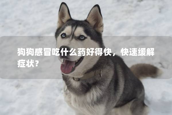 狗狗感冒吃什么药好得快，快速缓解症状？