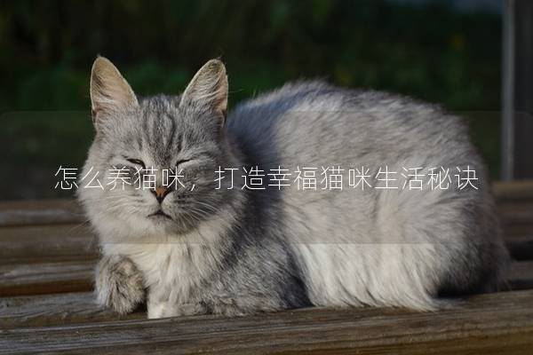 怎么养猫咪，打造幸福猫咪生活秘诀