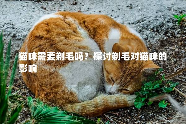猫咪需要剃毛吗？探讨剃毛对猫咪的影响