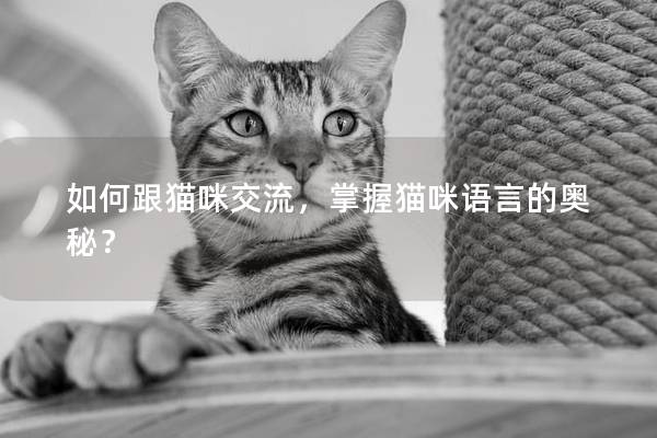 如何跟猫咪交流，掌握猫咪语言的奥秘？