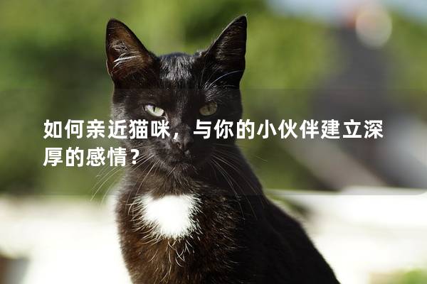 如何亲近猫咪，与你的小伙伴建立深厚的感情？